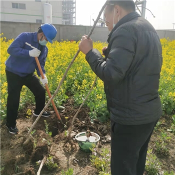 2022年3月植樹活動