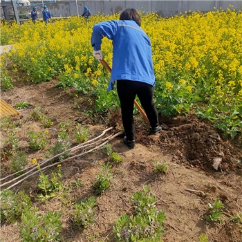 2022年3月植樹活動