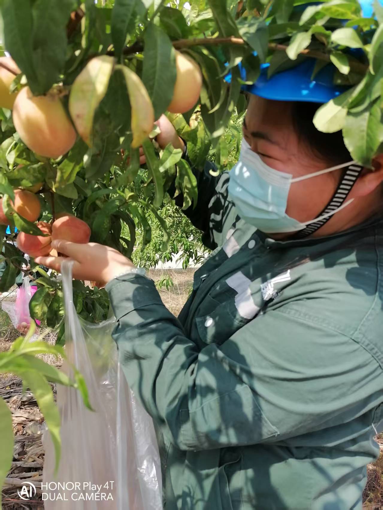 2025年6月綠洲桃園采摘活動(dòng)