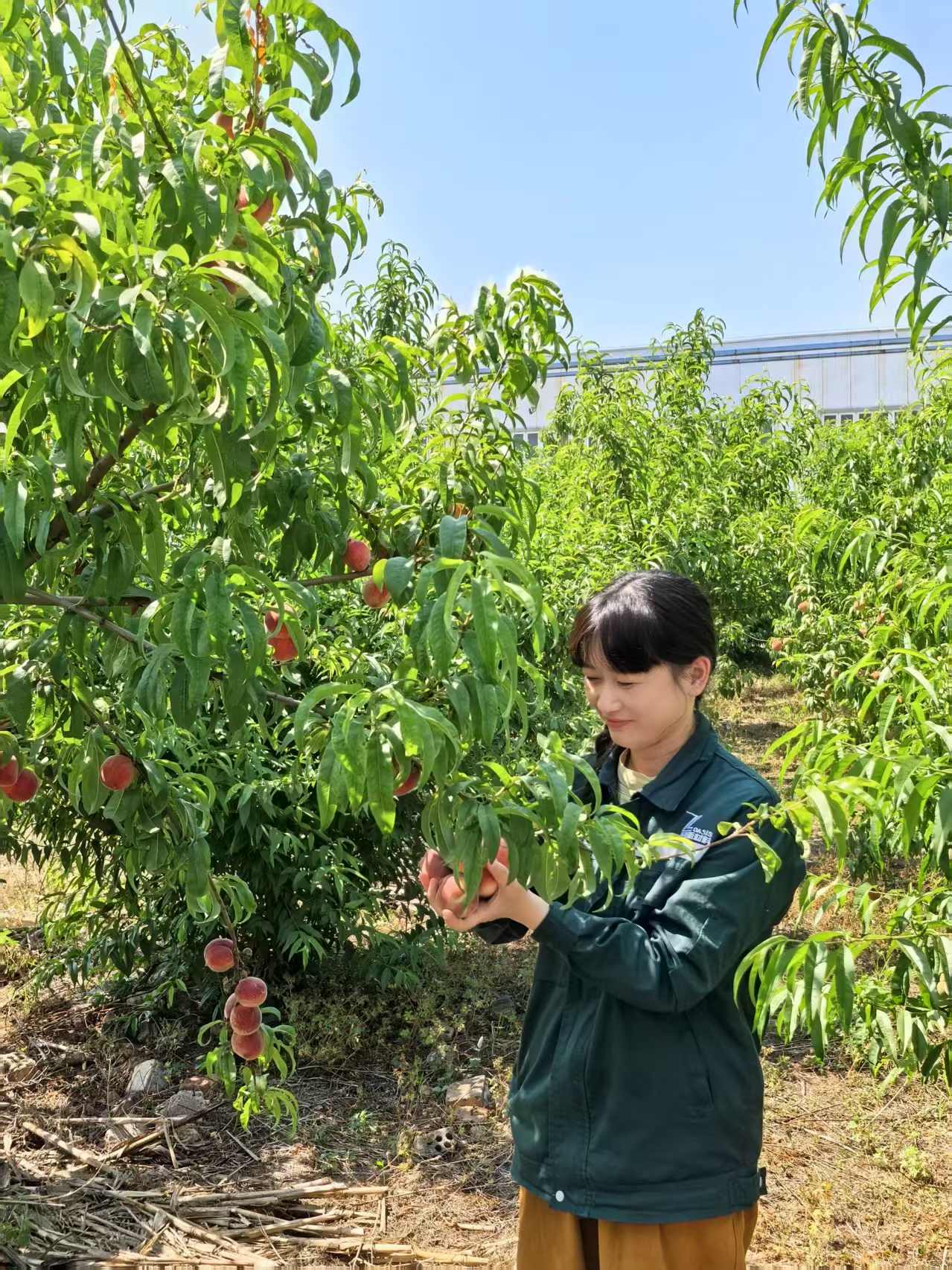 2025年6月綠洲桃園采摘活動(dòng)