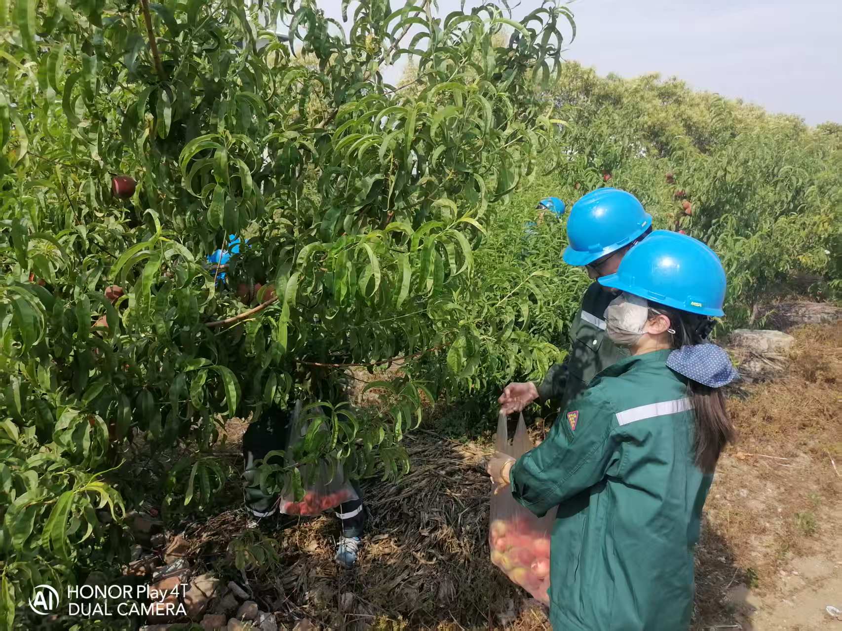 2025年6月綠洲桃園采摘活動(dòng)